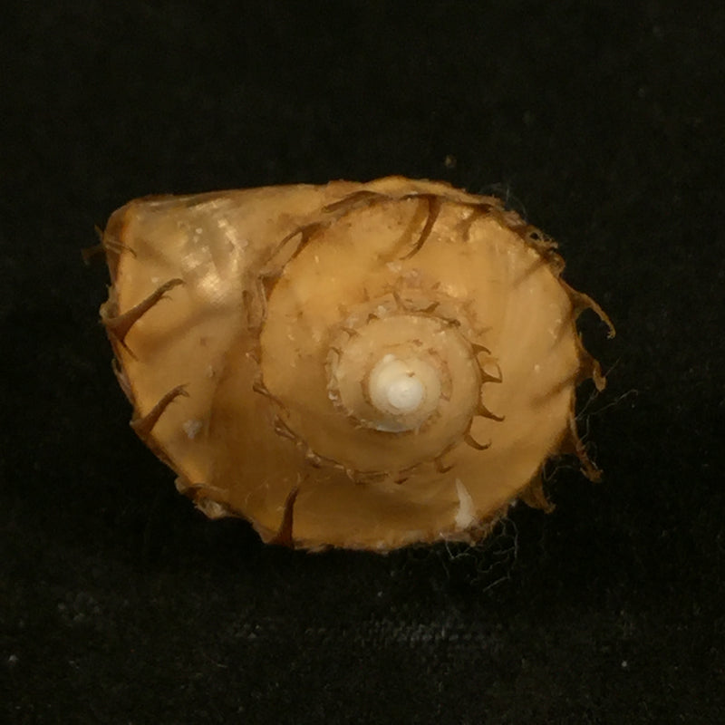 Trichotropis bicarinata (G. B. Sowerby I, 1825) - 21,7mm