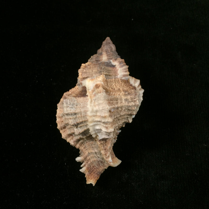 Phyllonotus pomum (Gmelin, 1791) - 77,6mm