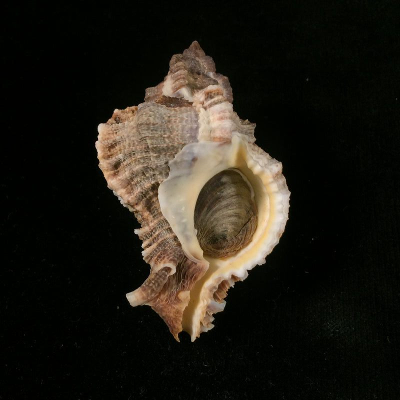 Phyllonotus pomum (Gmelin, 1791) - 77,6mm