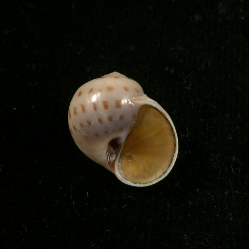 Euspira grossularia (Marche-Marchad, 1957) - 22,5mm