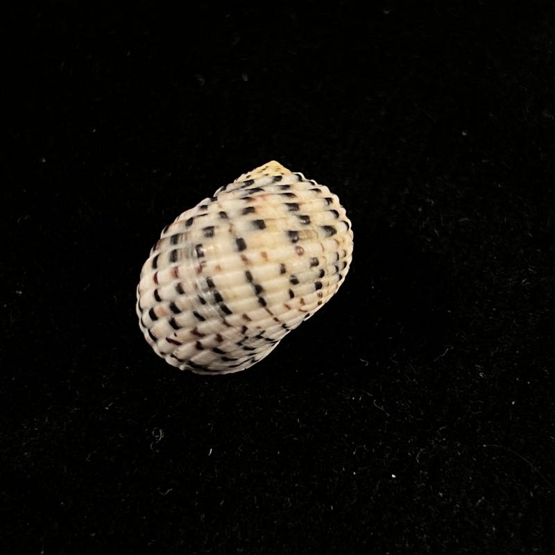 Nerita versicolor Gmelin, 1791 - 18mm
