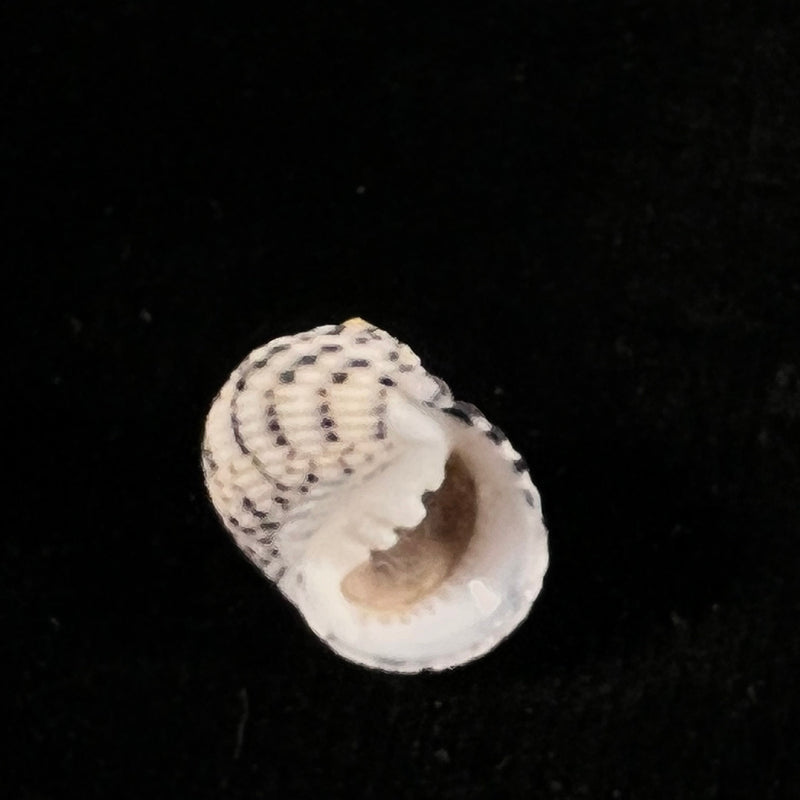 Nerita versicolor Gmelin, 1791 - 18mm