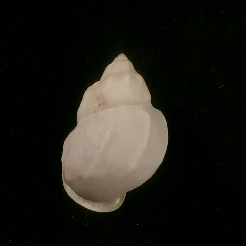 Auris egregia (Jay, 1836) - 38,1mm