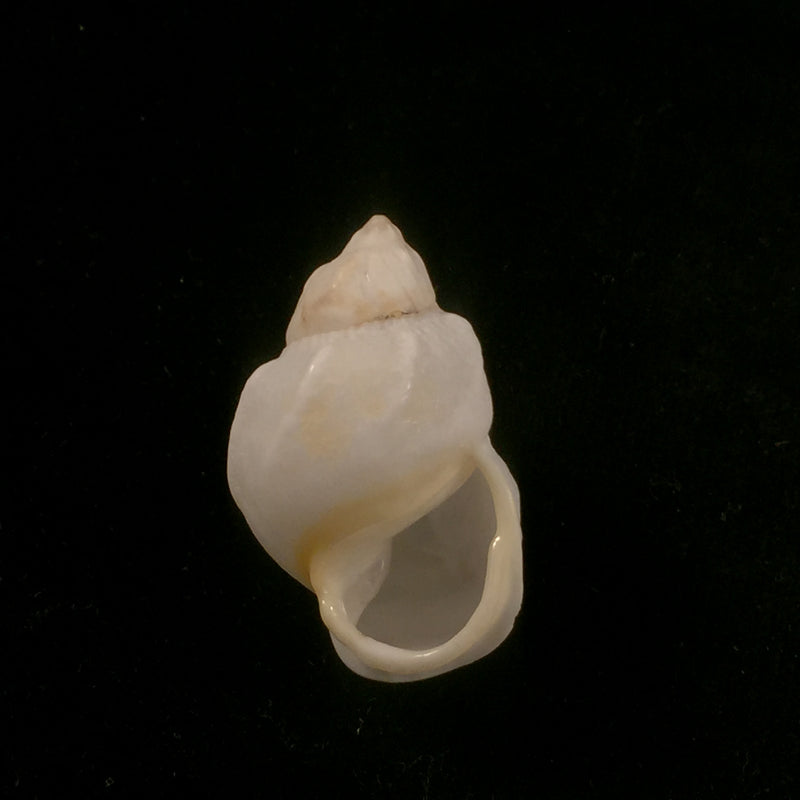 Auris egregia (Jay, 1836) - 38,1mm