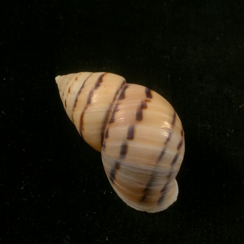 Neopetraeus patasensis (L. Pfeiffer, 1858) - 38,1mm