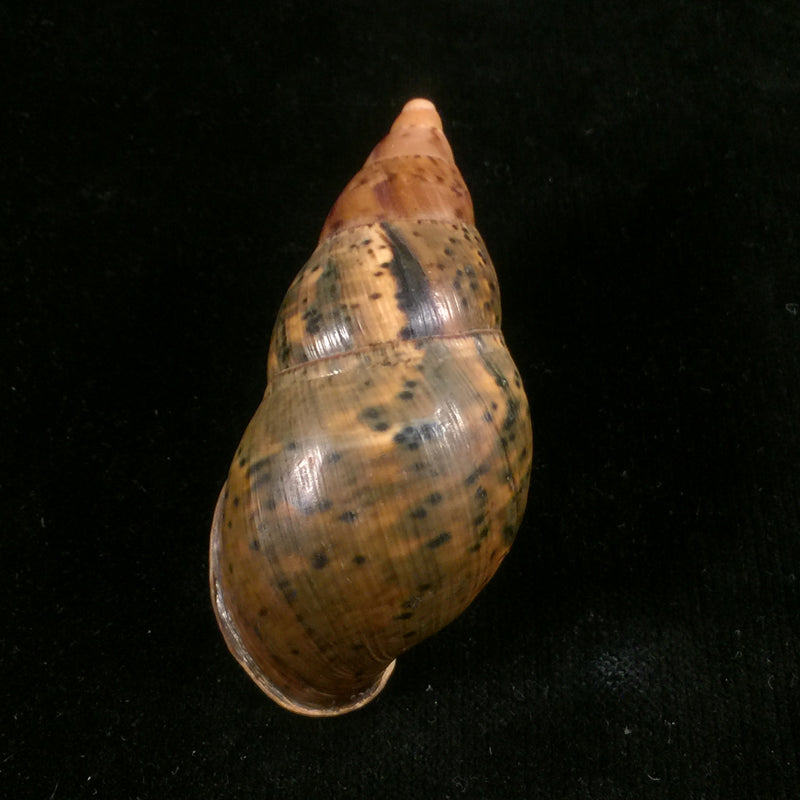 Sultana maranhonensis (Albers, 1854) - 72,6mm