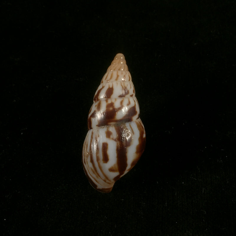 Limicolaria kambeul (Bruguière, 1792) - 43,1mm