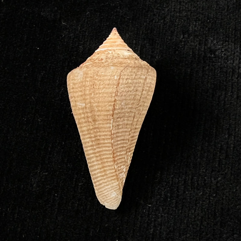 Conus hazinorum (Petuch & R. F. Myers, 2014) - 41,3mm