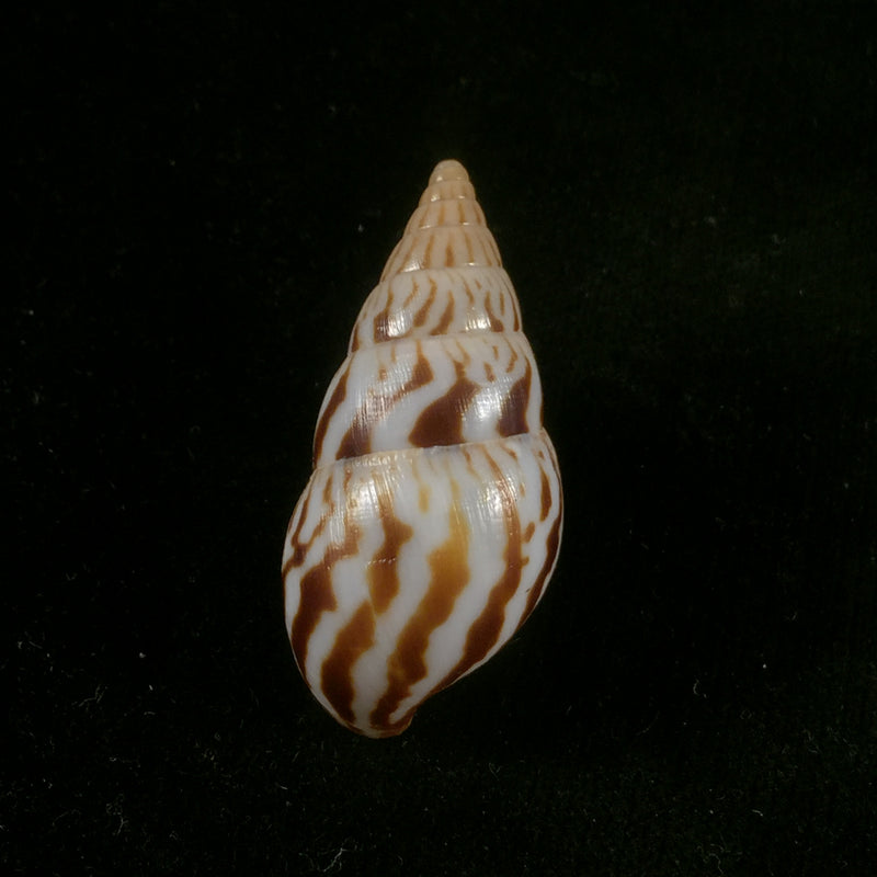 Limicolaria kambeul (Bruguière, 1792) - 43,4mm