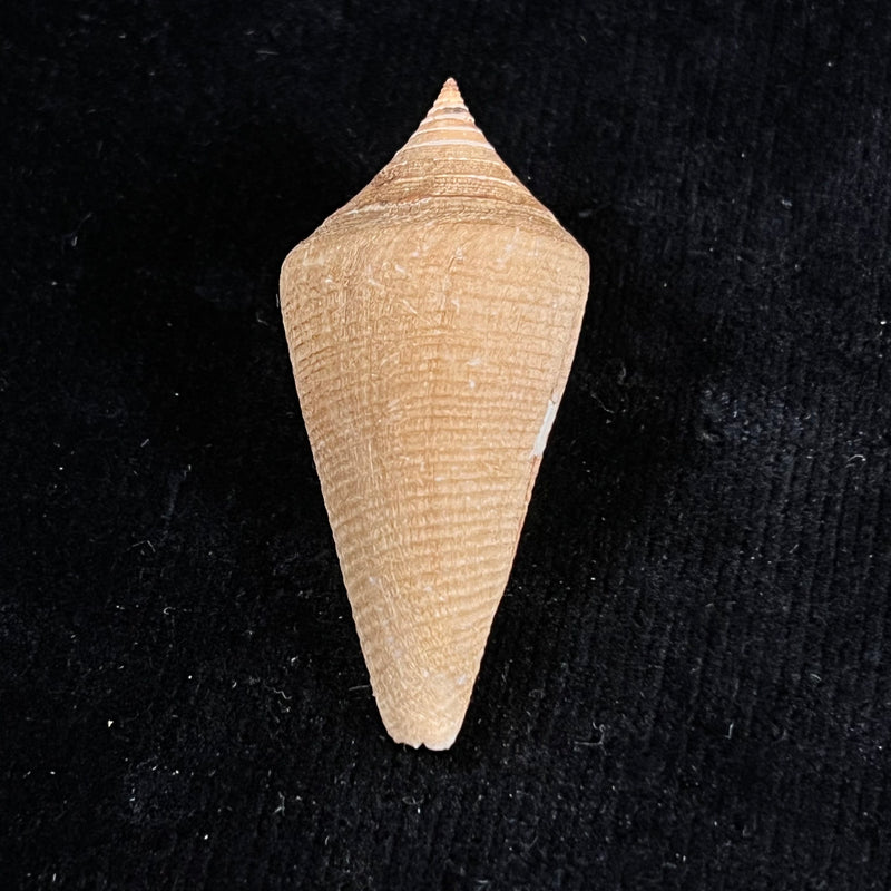 Conus hazinorum (Petuch & R. F. Myers, 2014) - 53,2mm