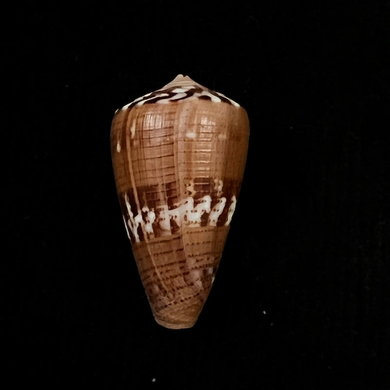Conus vittatus Hwass in Bruguière, 1792 - 30,7mm