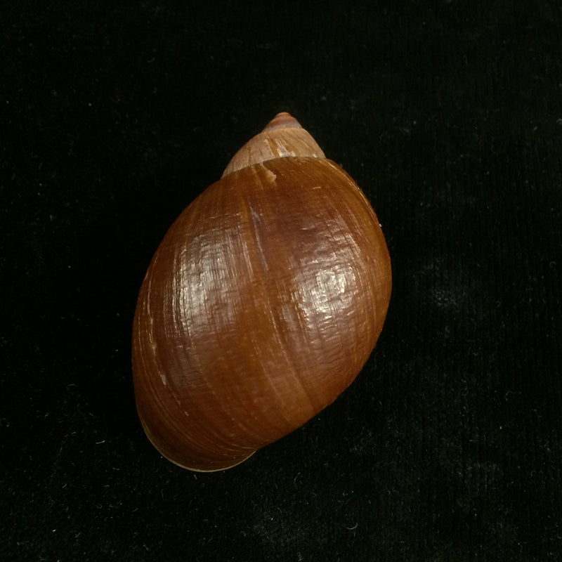 Plekocheilus castaneus (L. Pfeiffer, 1845) - 62,8mm