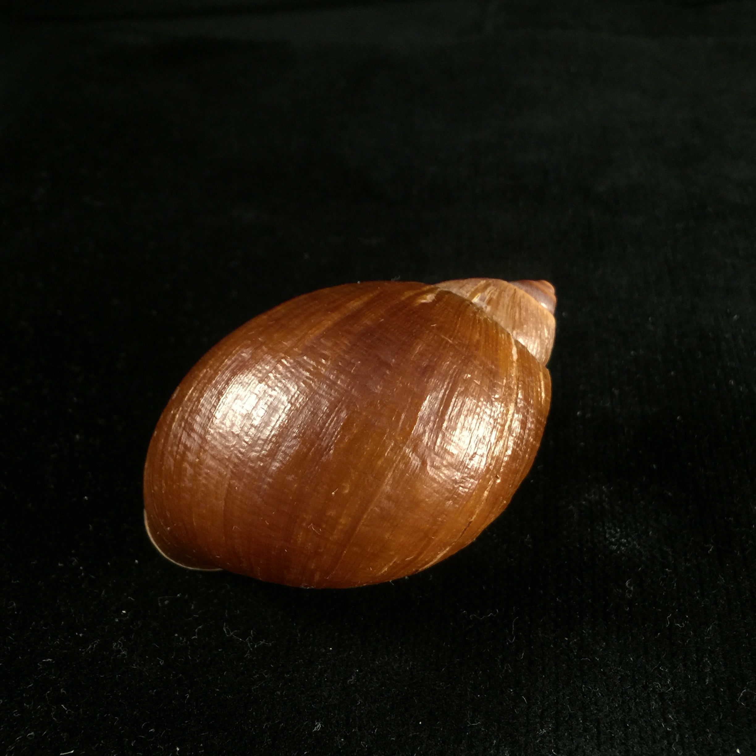 Plekocheilus castaneus (L. Pfeiffer, 1845) - 62,8mm