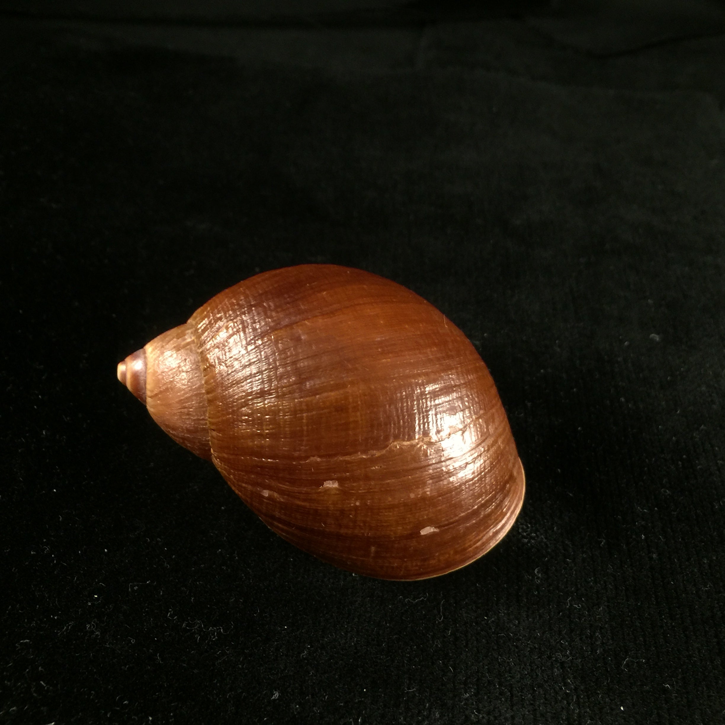Plekocheilus castaneus (L. Pfeiffer, 1845) - 62,8mm