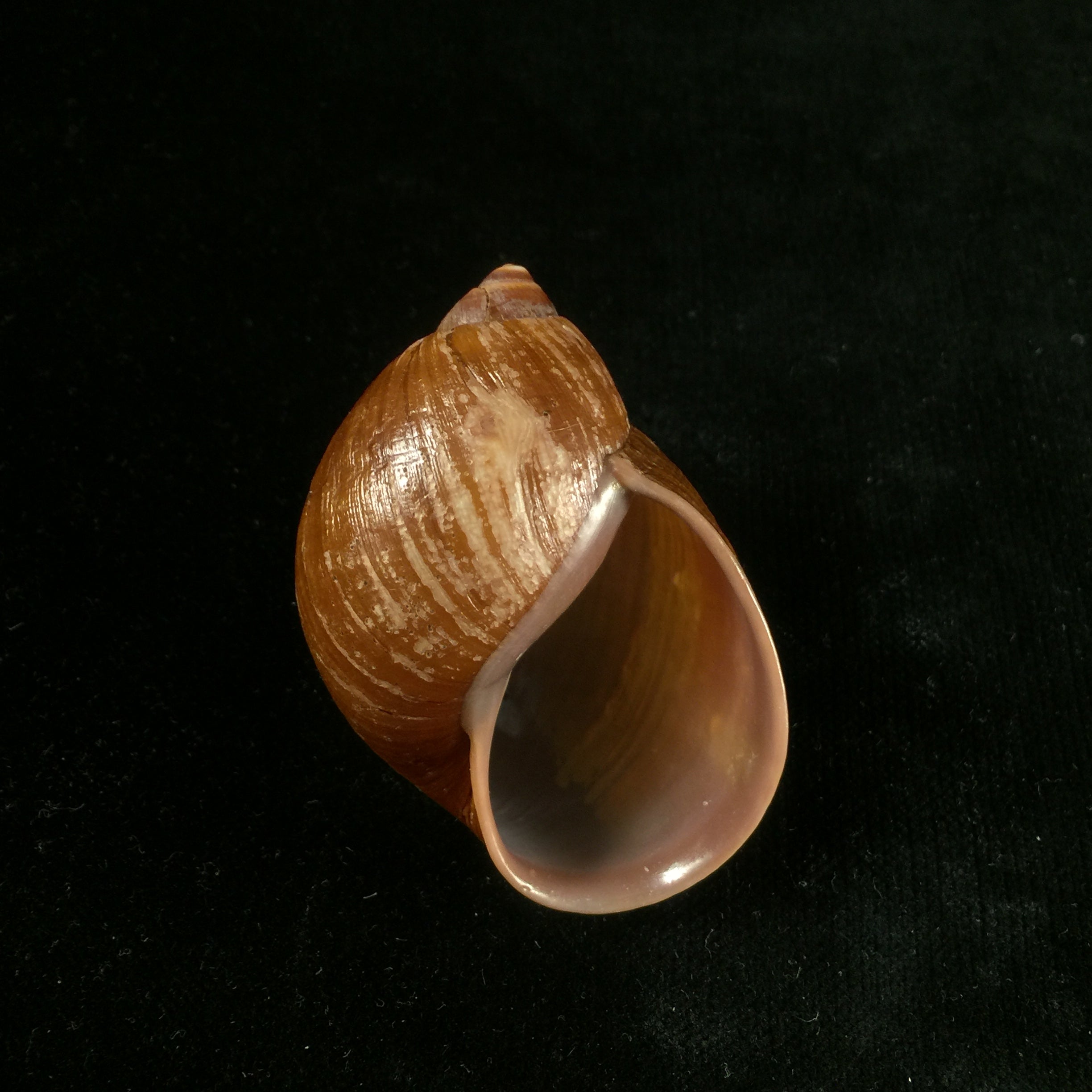 Plekocheilus castaneus (L. Pfeiffer, 1845) - 62,8mm