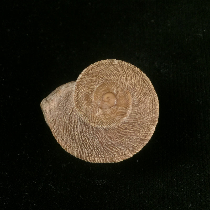 Iberus gualtierocampesinus (Serradell, 1912) - 35,7mm