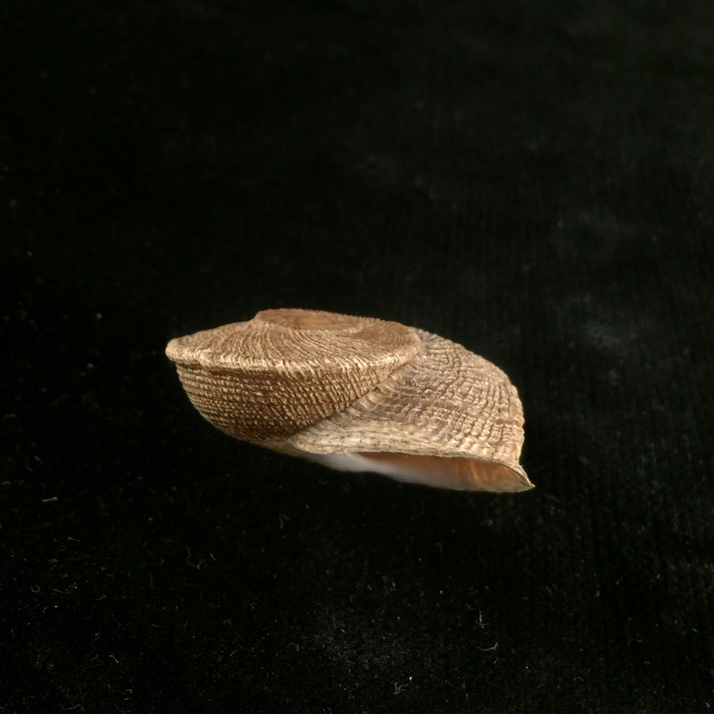 Iberus gualtierocampesinus (Serradell, 1912) - 35,7mm