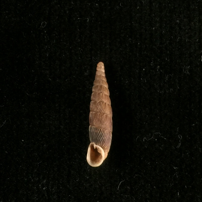Macrogastra attenuata lineolata (Held, 1836) - 14,7mm
