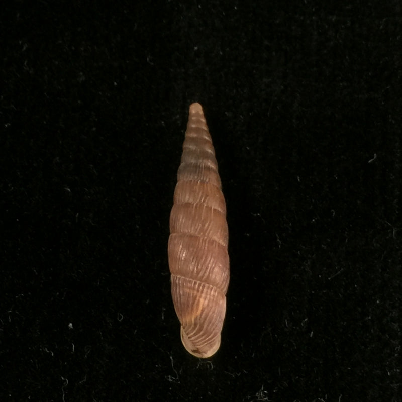 Macrogastra ventricosa (Draparnaudi, 1801) - 21,3mm