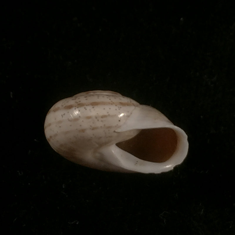 Coryda ovemreguli (Lea, 1934) - 20,1mm