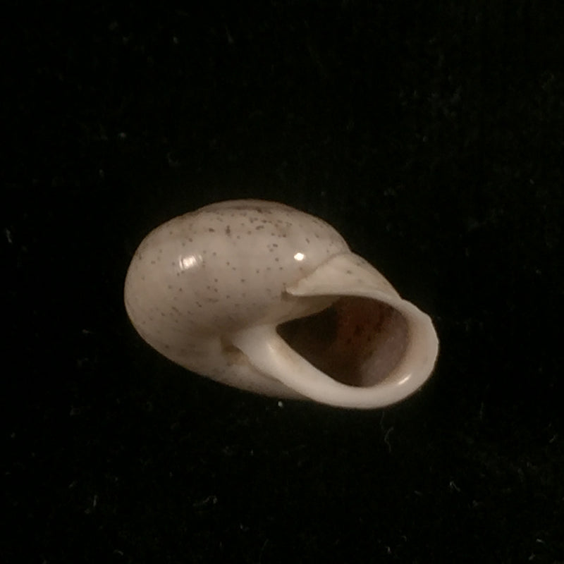 Coryda ovemreguli (Lea, 1934) - 19,5mm