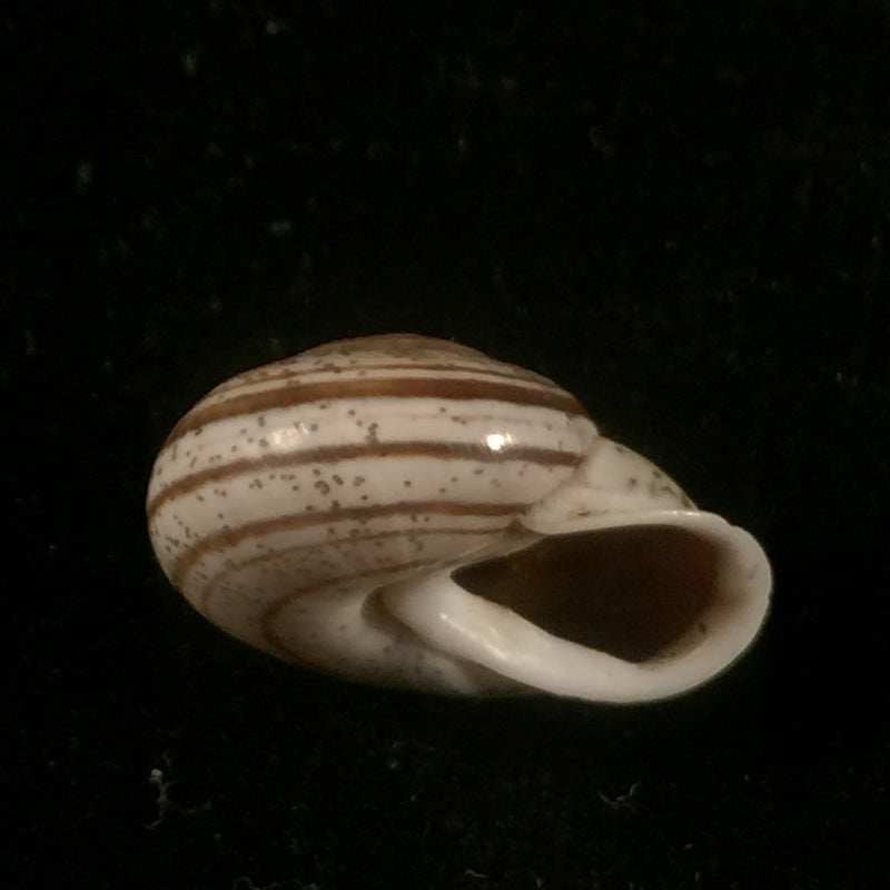Coryda ovemreguli (Lea, 1934) - 19,3mm