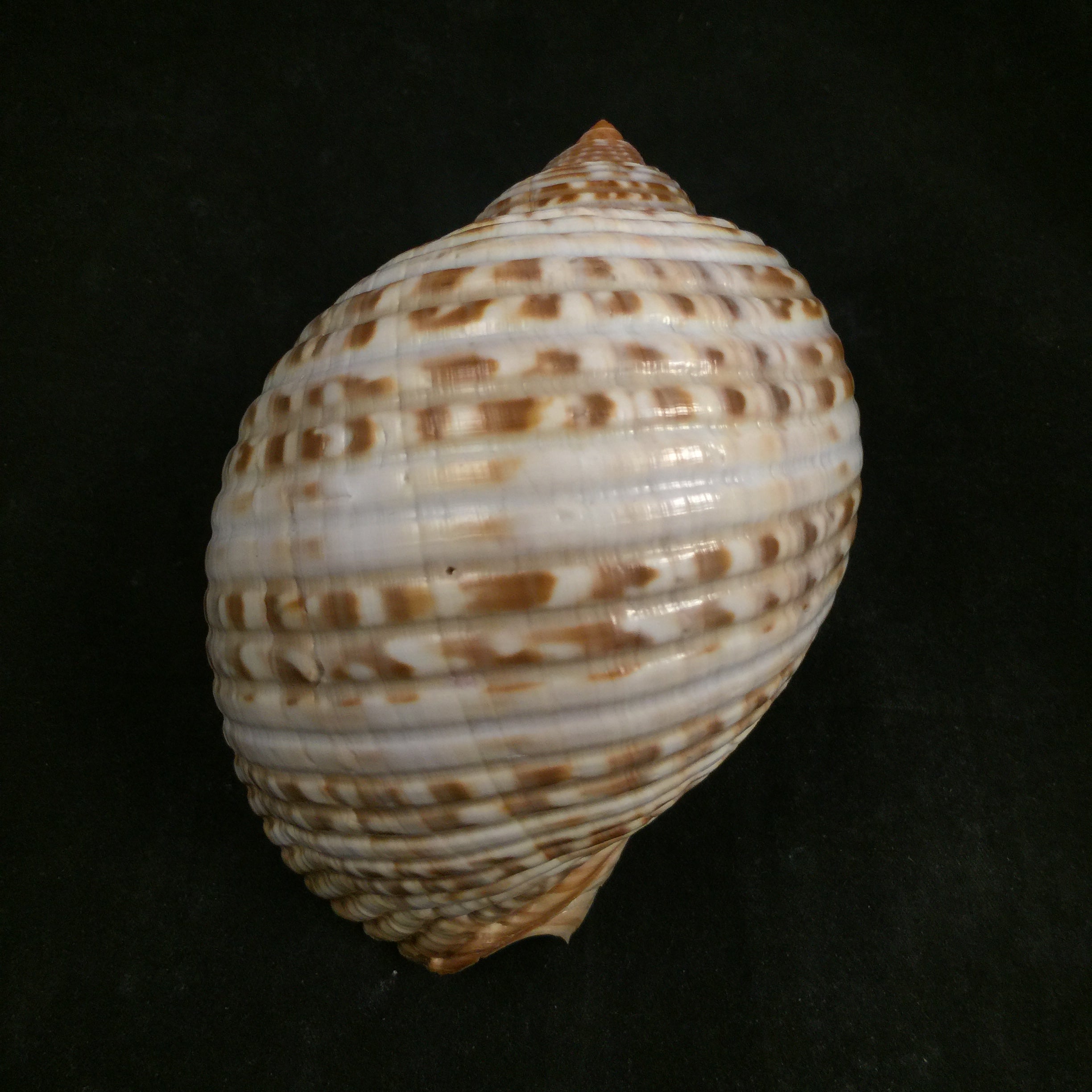 Tonna pennata (Mörch, 1853) - 117,4mm