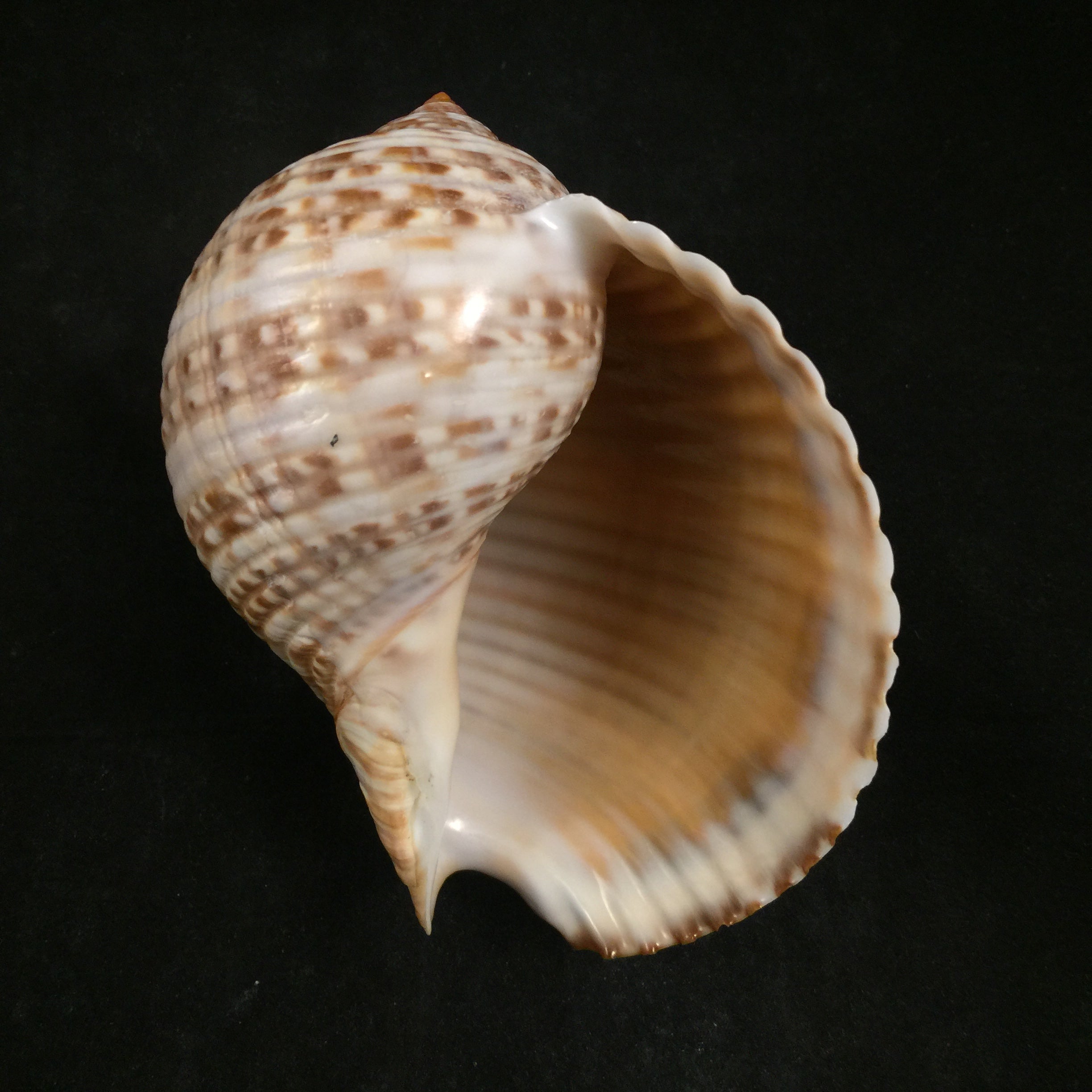 Tonna pennata (Mörch, 1853) - 117,4mm