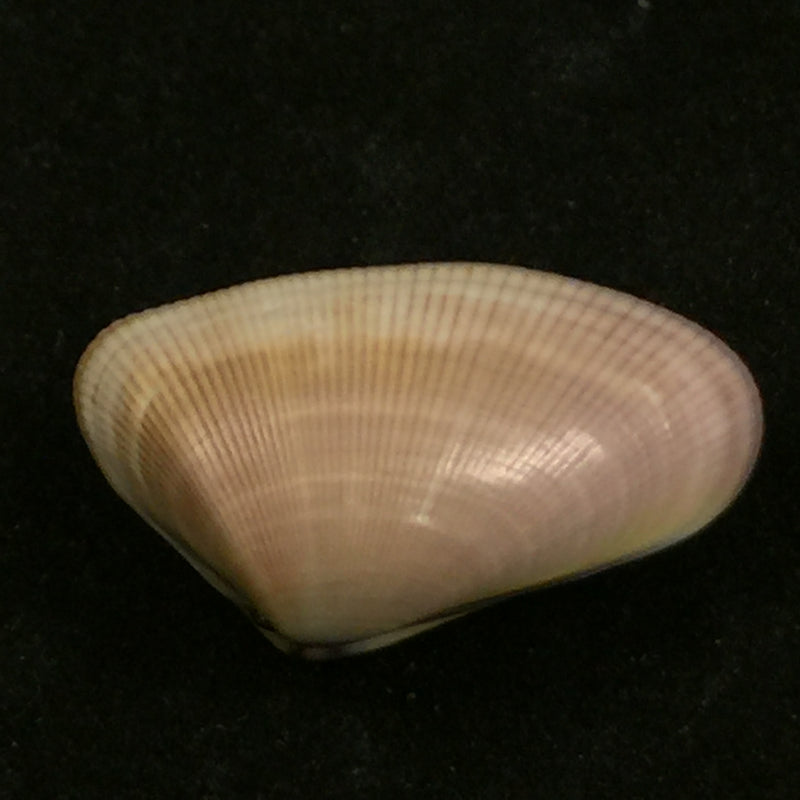 Donax obesulus Reeve, 1854 - 26,9mm