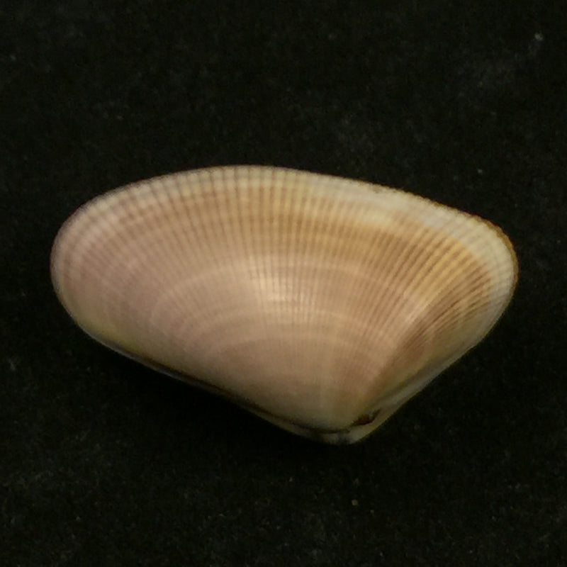 Donax obesulus Reeve, 1854 - 26,9mm