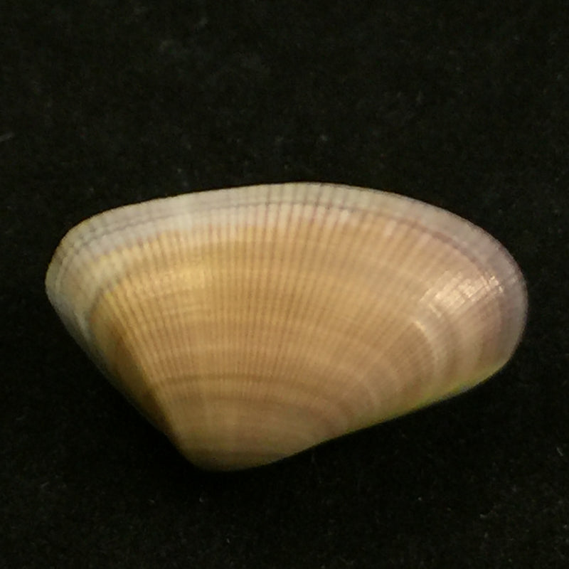 Donax obesulus Reeve, 1854 - 26,8mm