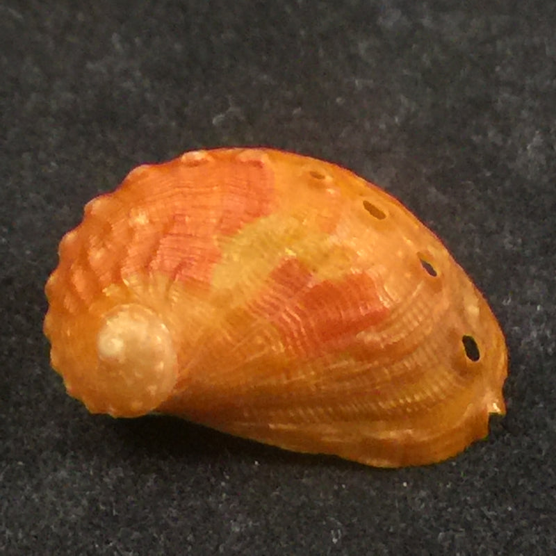Haliotis aurantium Simone, 1998 - 21mm