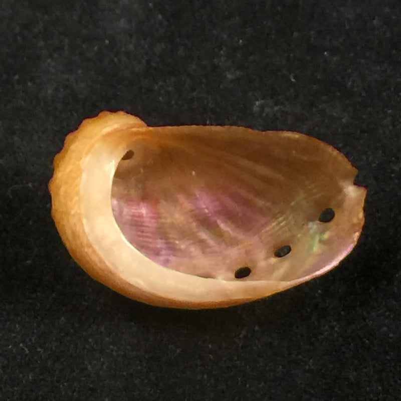 Haliotis aurantium Simone, 1998 - 21mm