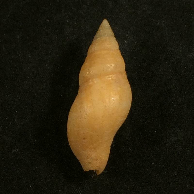 Pisania pusio (Linnaeus, 1758) - 38,5mm