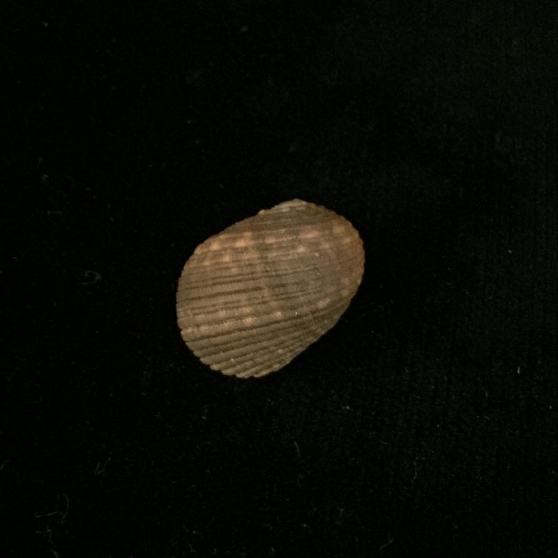 Nerita fulgurans Gmelin, 1791 - 23,1mm