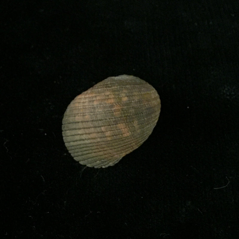 Nerita fulgurans Gmelin, 1791 - 24,4mm