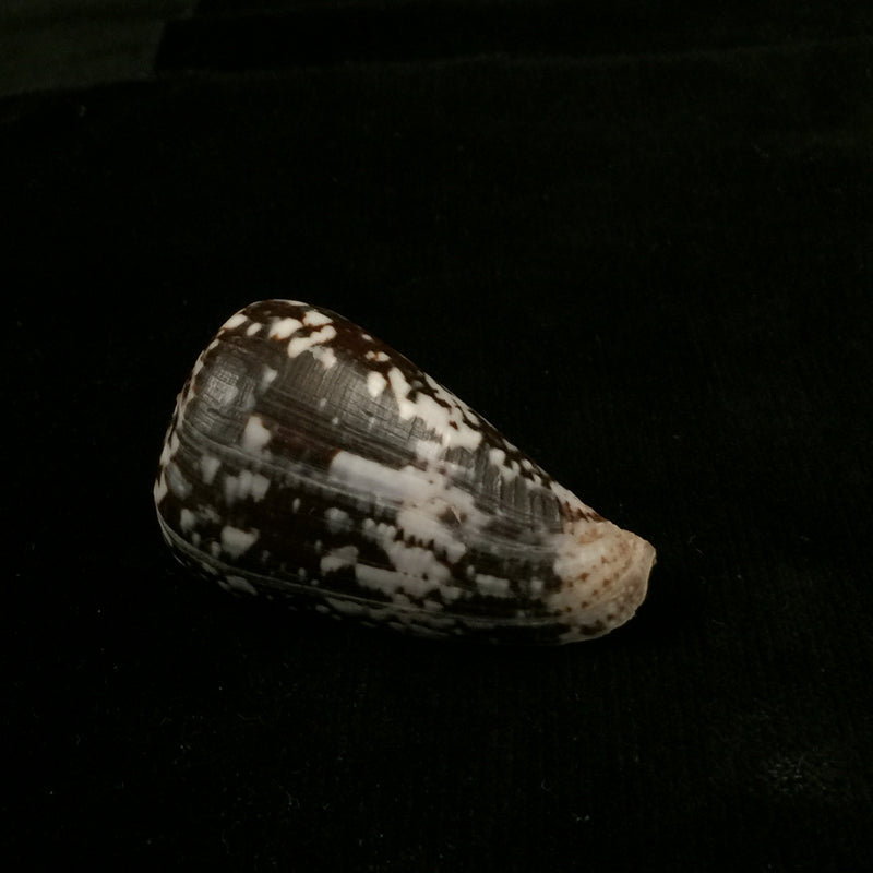Conus ermineus Born, 1778 - 55,6mm