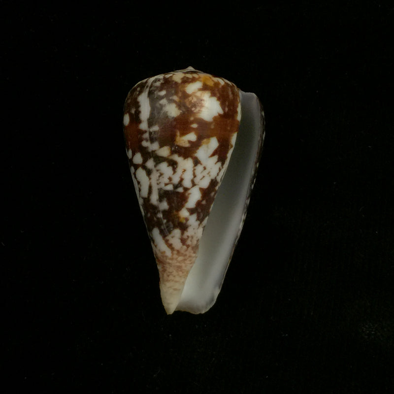 Conus ermineus Born, 1778 - 55,6mm
