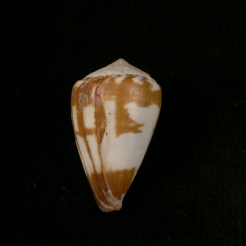 Conus wandae (T. Cossignani, 2014) - 32,1mm