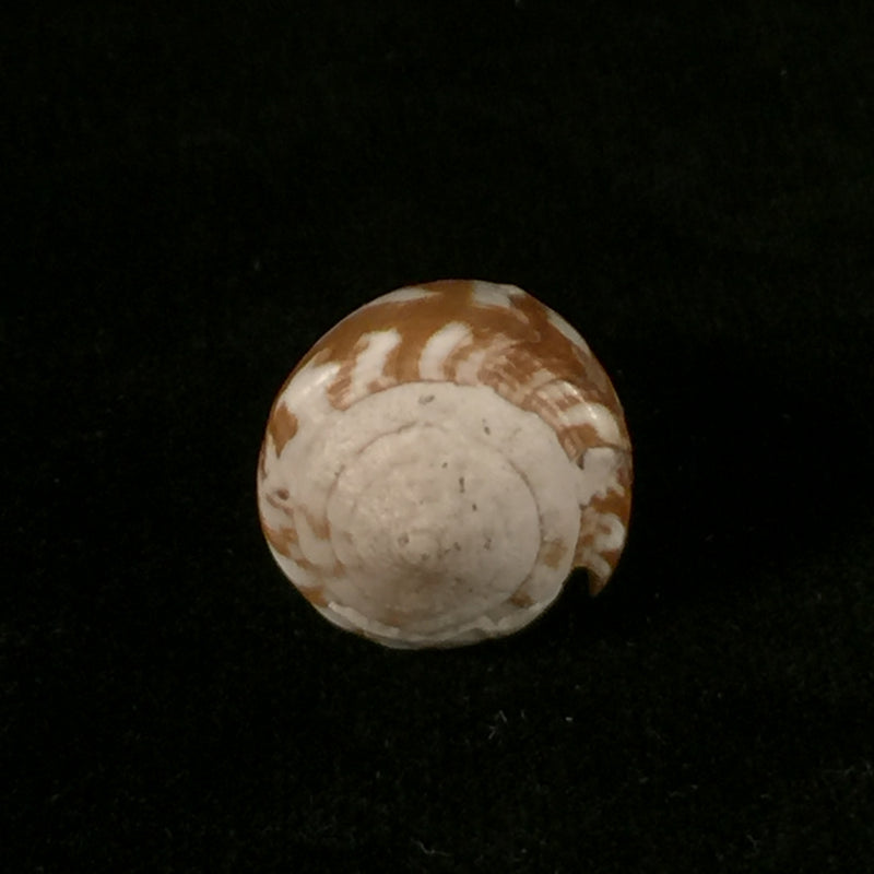 Conus wandae (T. Cossignani, 2014) - 32,1mm
