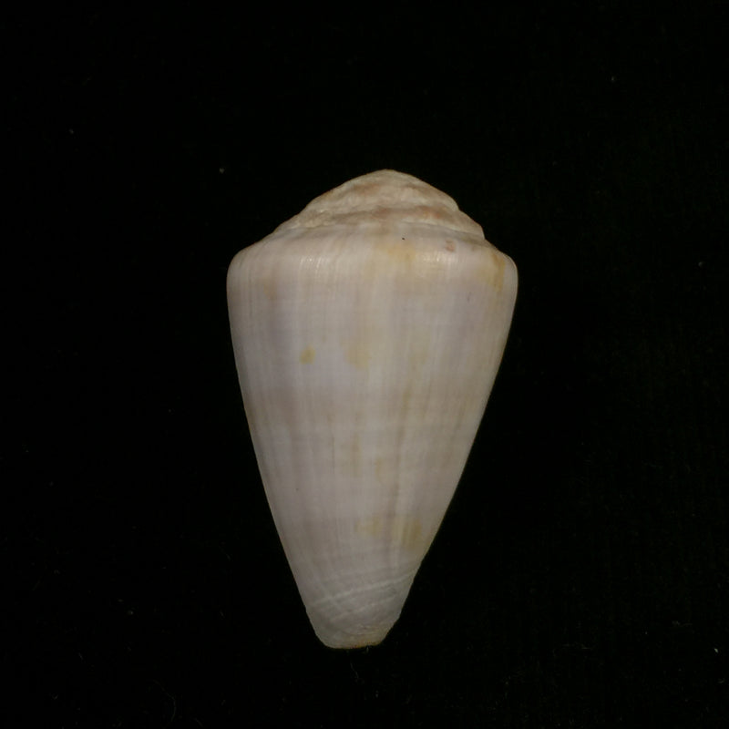 Conus trochulus Reeve, 1844 - 45mm