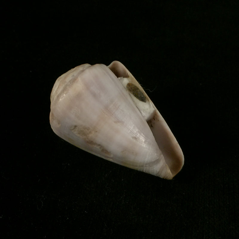 Conus trochulus Reeve, 1844 - 45mm