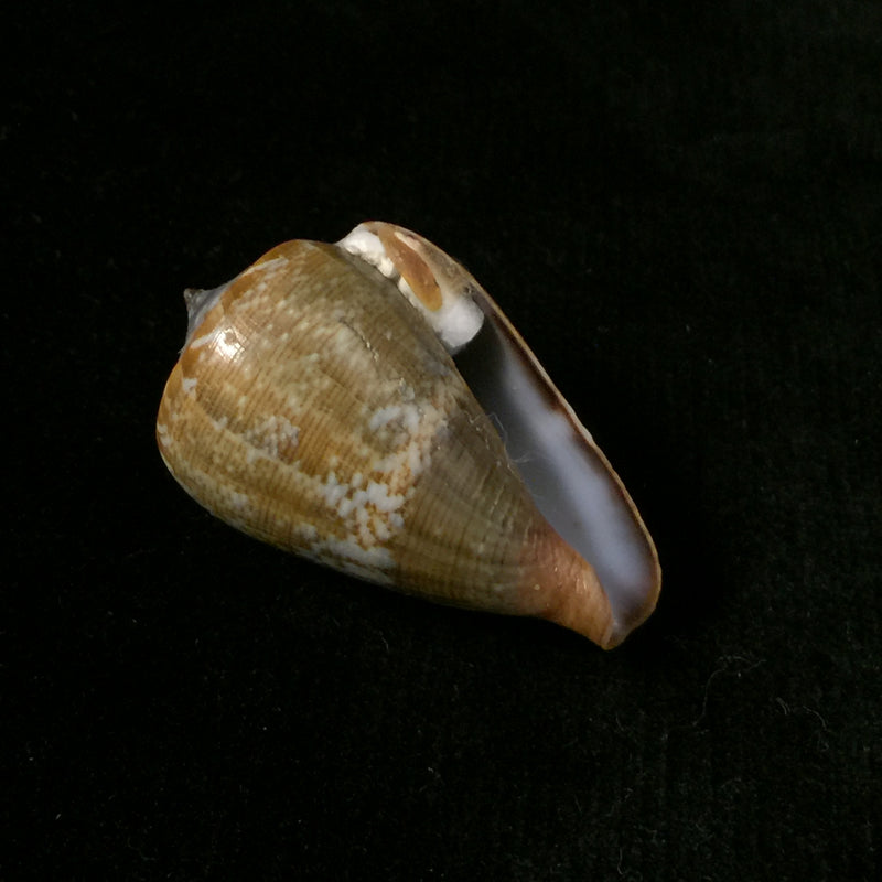 Conus irregularis G. B. Sowerby II, 1858 - 38,6mm