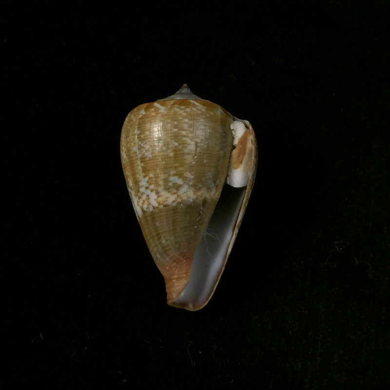 Conus irregularis G. B. Sowerby II, 1858 - 38,6mm