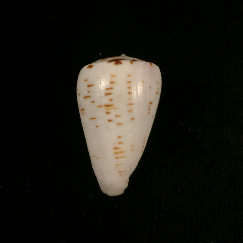 Conus pseudonivifer Monteiro, Tenorio & Poppe, 2004 - 38,8mm