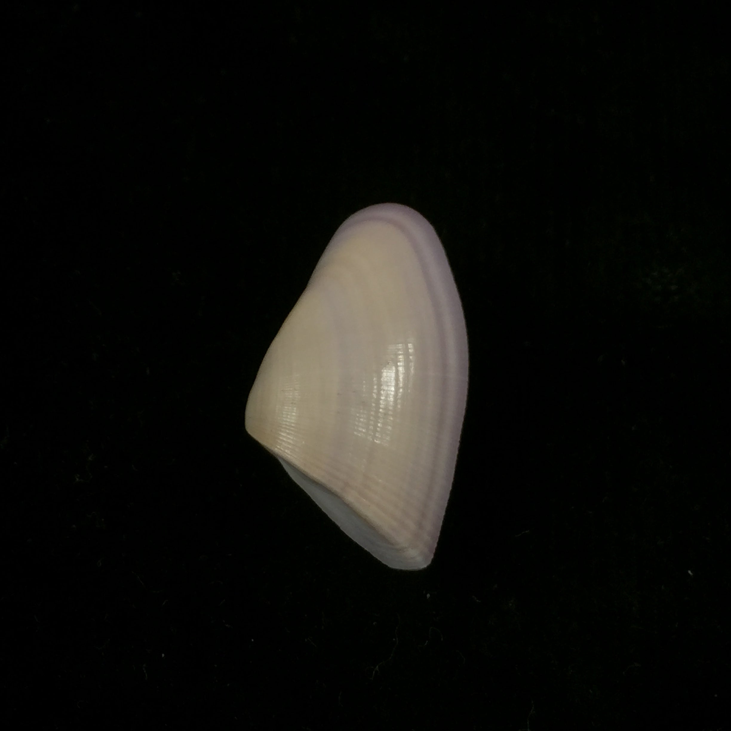 Donax striatus Linnaeus, 1767 - 26,2mm