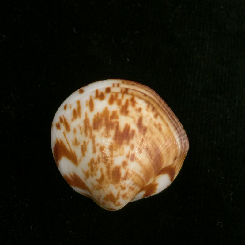 Glycymeris undata (Linnaeus, 1758) - 37,4mm