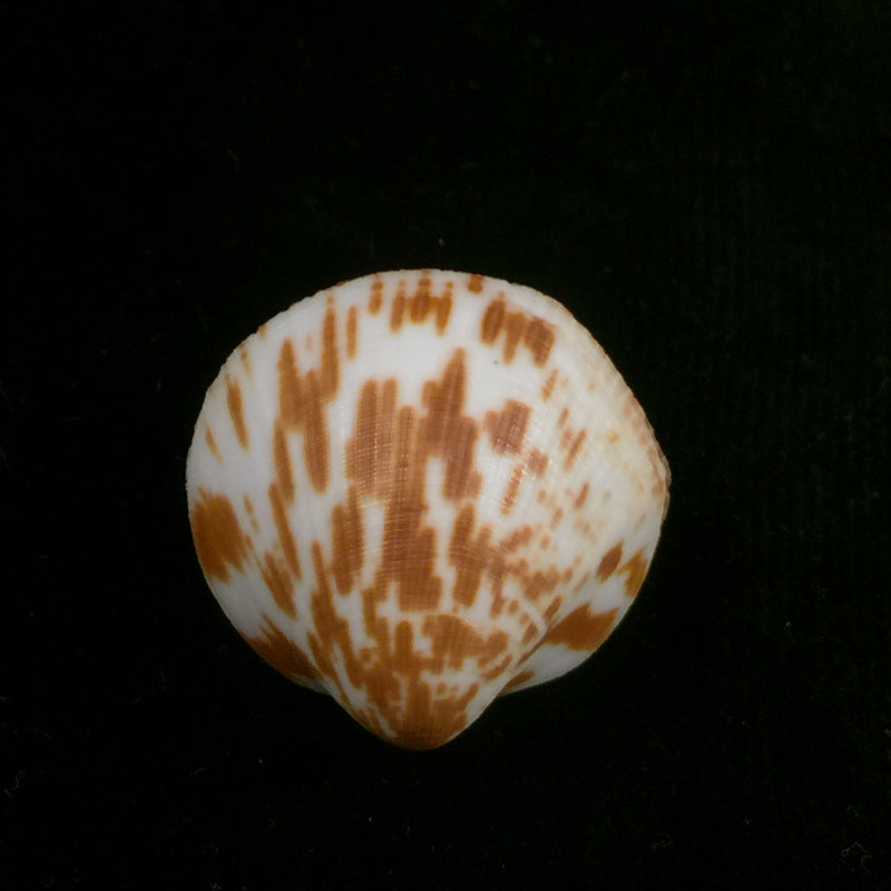 Glycymeris undata (Linnaeus, 1758) - 33,2mm