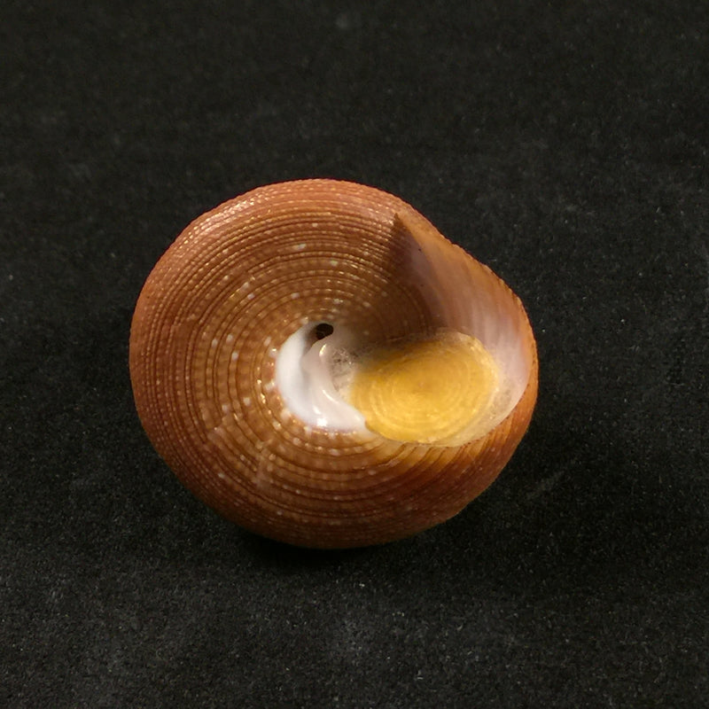Calliostoma jujubinum (Gmelin, 1791) -26,4mm