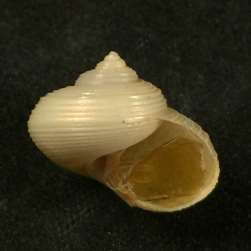 Falsimargarita iris (E. A. Smith, 1915) -14,2mm